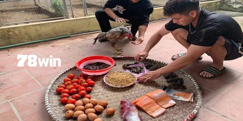 Lý do cần phải vô mồi chiến kê trước khi thi đấu