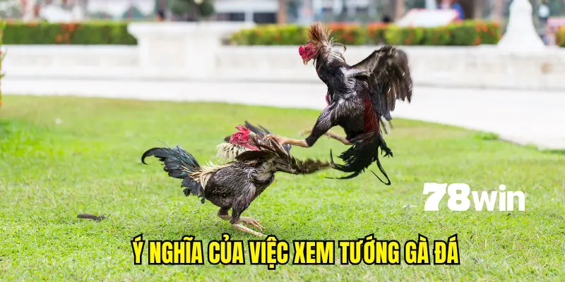 Ý nghĩa của việc xem tướng gà đá giỏi